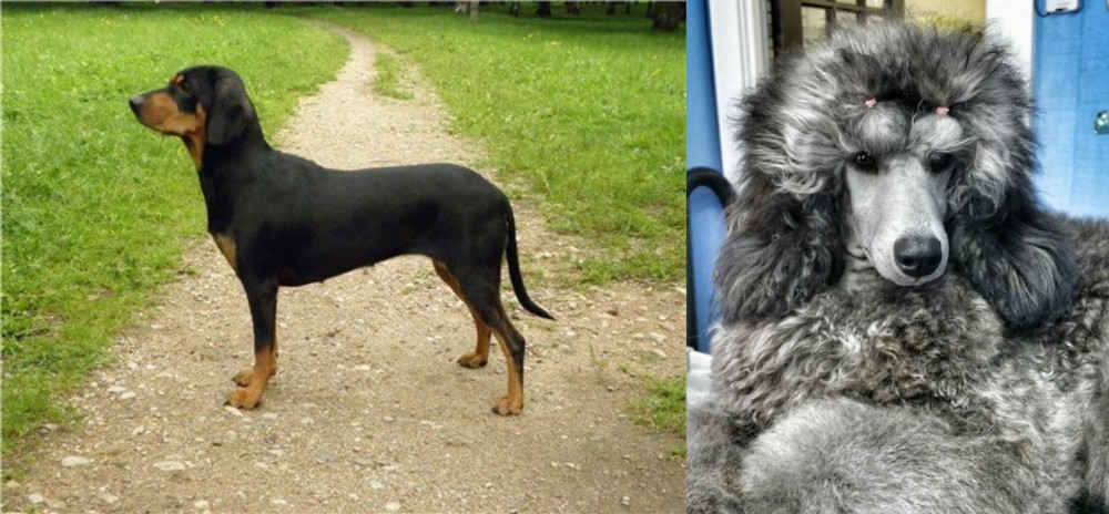 Standard Poodle vs Latvian Hound - Breed Comparison