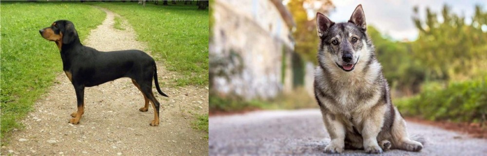 Swedish Vallhund vs Latvian Hound - Breed Comparison