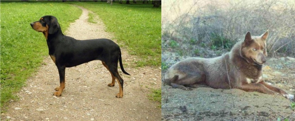 Tahltan Bear Dog vs Latvian Hound - Breed Comparison