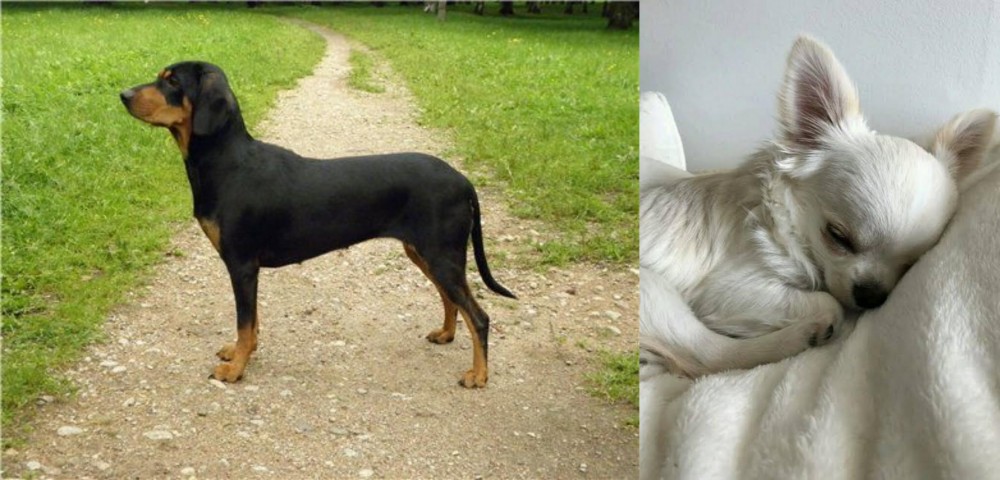 Tea Cup Chihuahua vs Latvian Hound - Breed Comparison