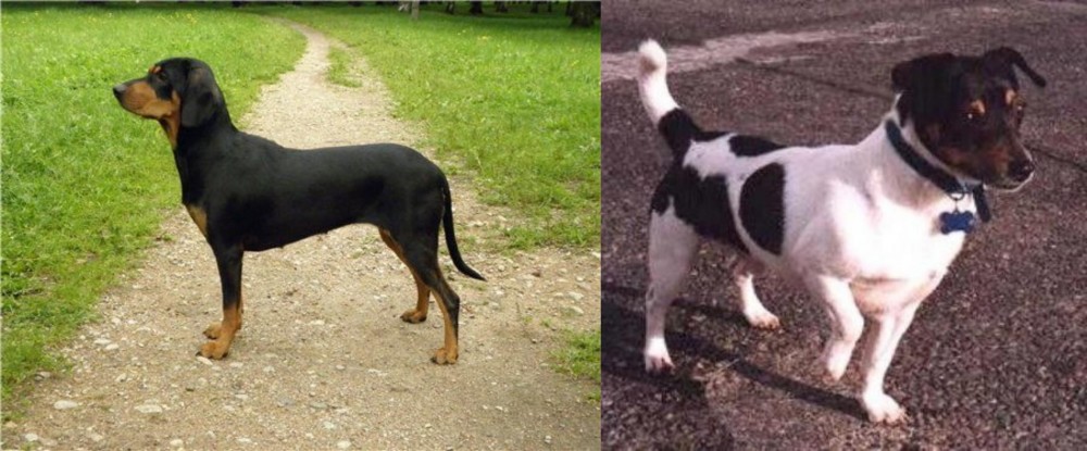 Teddy Roosevelt Terrier vs Latvian Hound - Breed Comparison