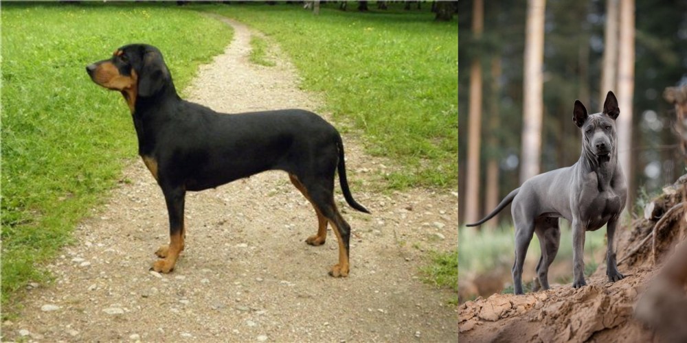 Thai Ridgeback vs Latvian Hound - Breed Comparison
