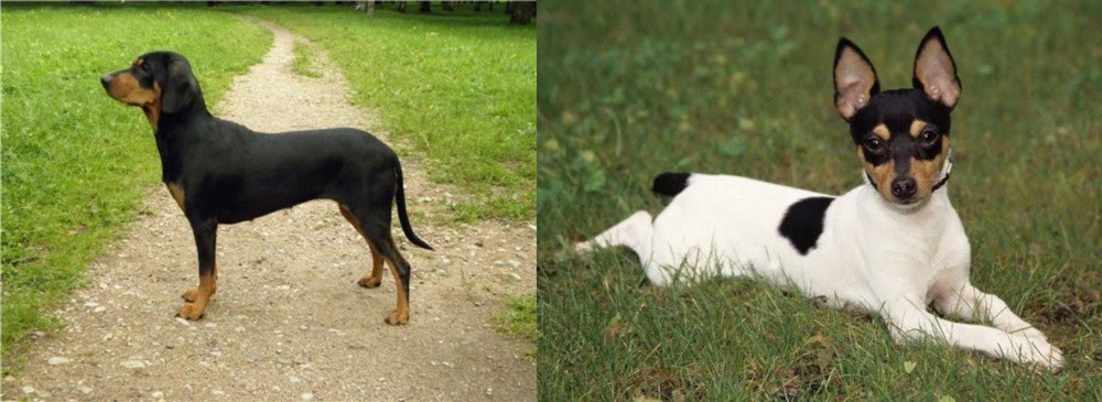 Toy Fox Terrier vs Latvian Hound - Breed Comparison