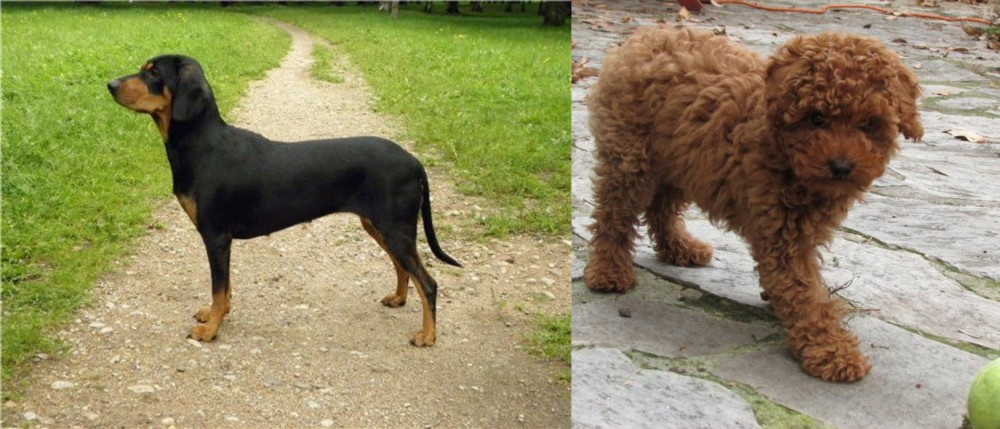 Toy Poodle vs Latvian Hound - Breed Comparison