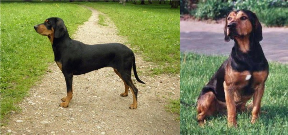 Tyrolean Hound vs Latvian Hound - Breed Comparison