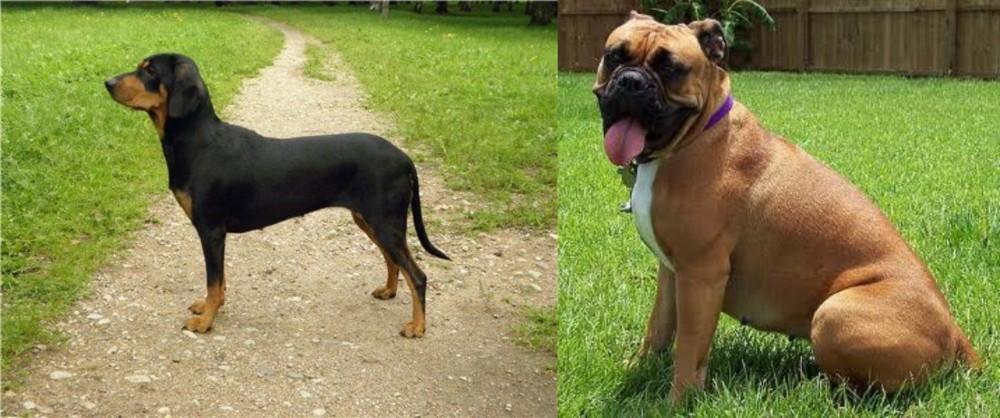 Valley Bulldog vs Latvian Hound - Breed Comparison