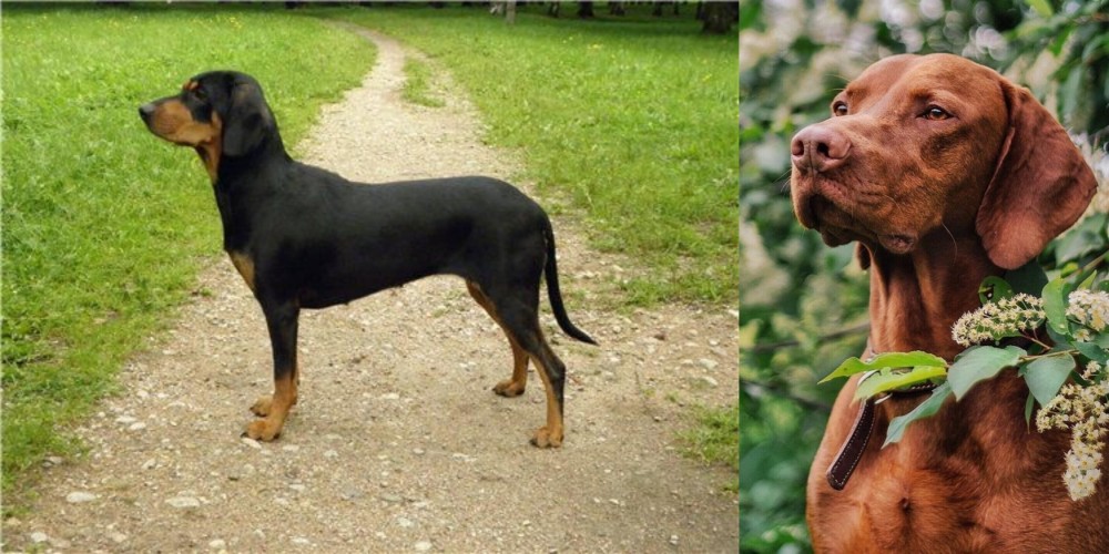 Vizsla vs Latvian Hound - Breed Comparison