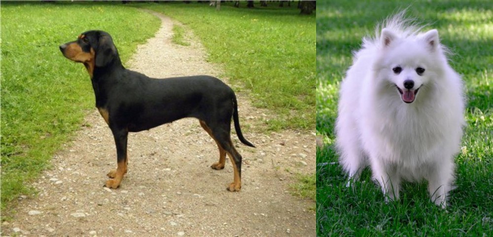 Volpino Italiano vs Latvian Hound - Breed Comparison