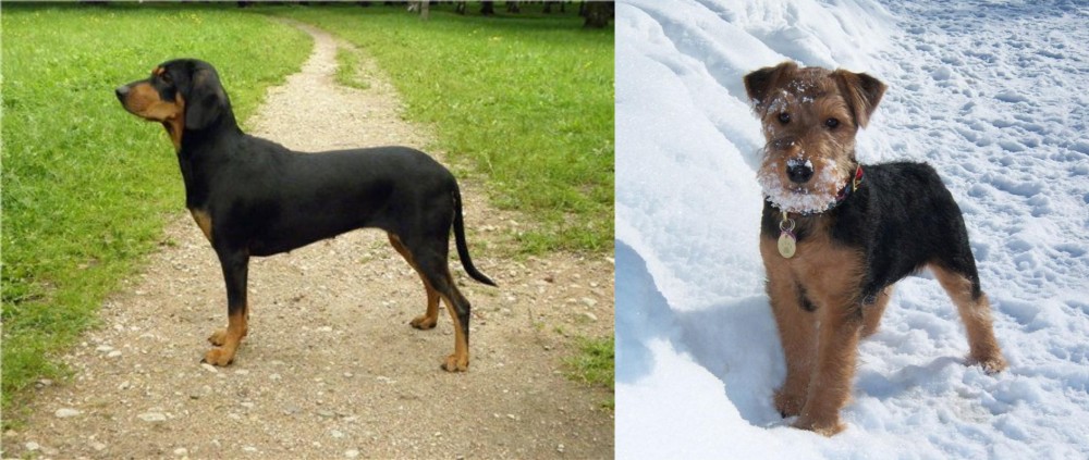 Welsh Terrier vs Latvian Hound - Breed Comparison