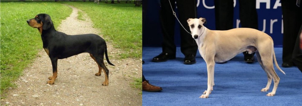 Whippet vs Latvian Hound - Breed Comparison