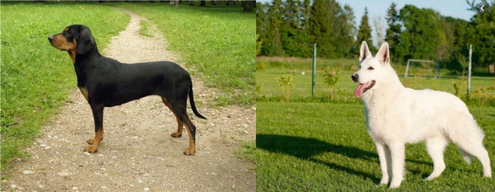 White Shepherd vs Latvian Hound - Breed Comparison