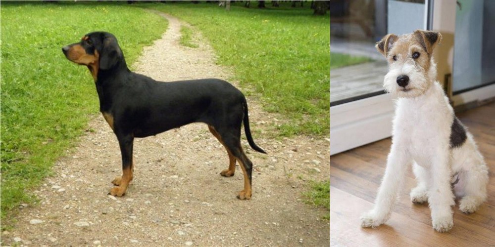 Wire Fox Terrier vs Latvian Hound - Breed Comparison