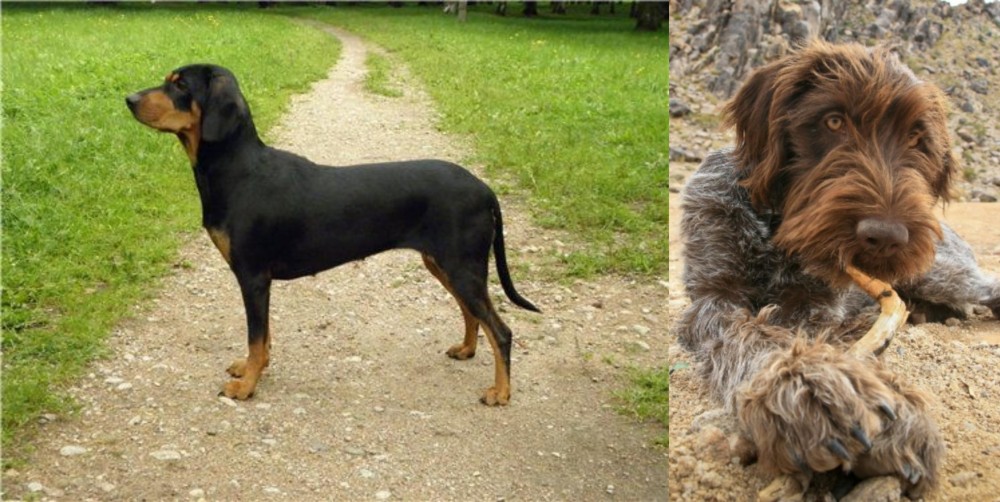 Wirehaired Pointing Griffon vs Latvian Hound - Breed Comparison