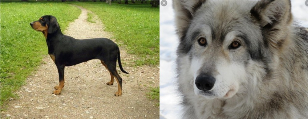Wolfdog vs Latvian Hound - Breed Comparison