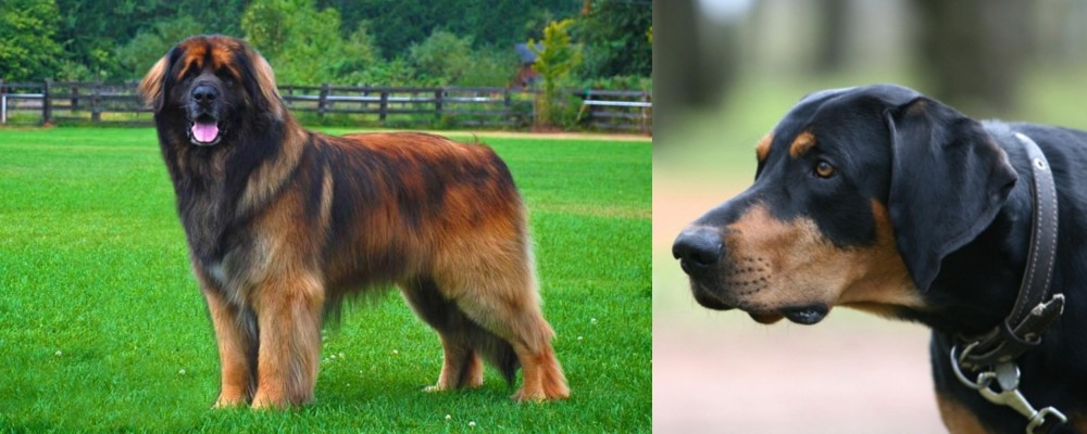 Lithuanian Hound vs Leonberger - Breed Comparison