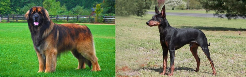 Manchester Terrier vs Leonberger - Breed Comparison