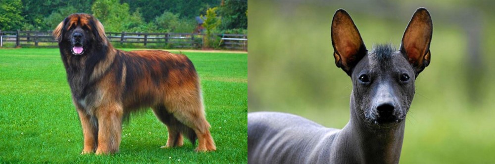 Mexican Hairless vs Leonberger - Breed Comparison