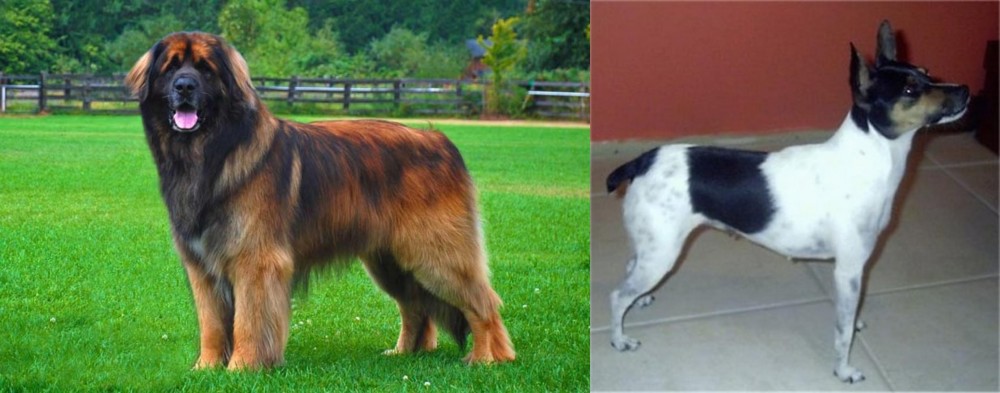 Miniature Fox Terrier vs Leonberger - Breed Comparison