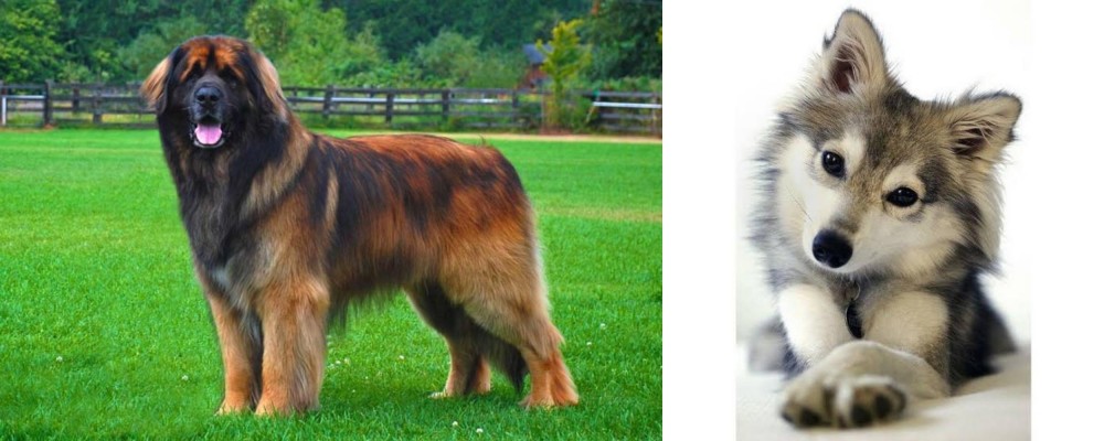 Miniature Siberian Husky vs Leonberger - Breed Comparison