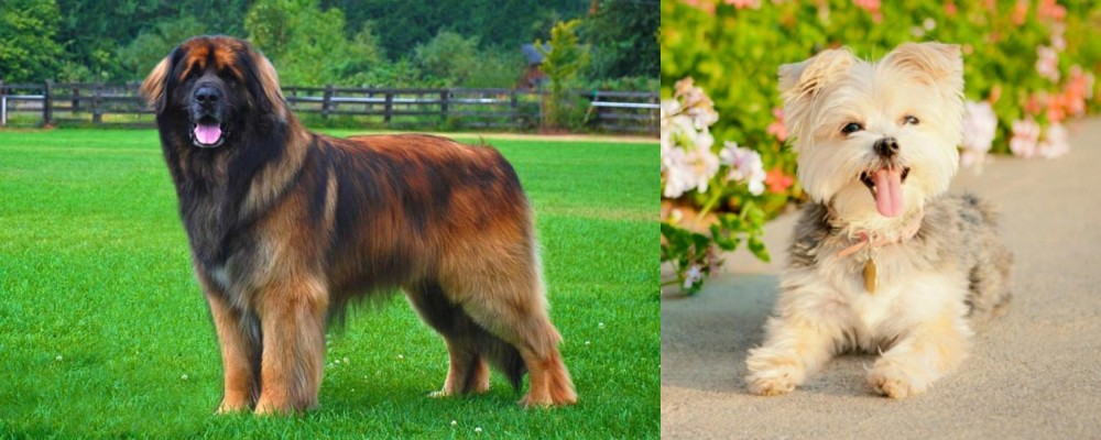 Morkie vs Leonberger - Breed Comparison
