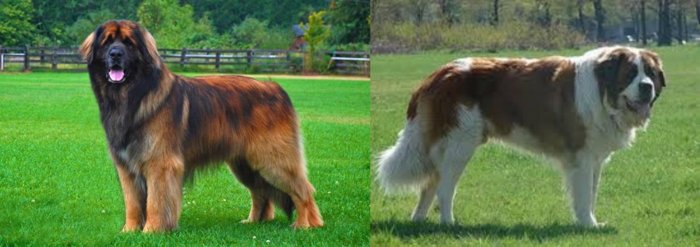 Moscow Watchdog vs Leonberger - Breed Comparison