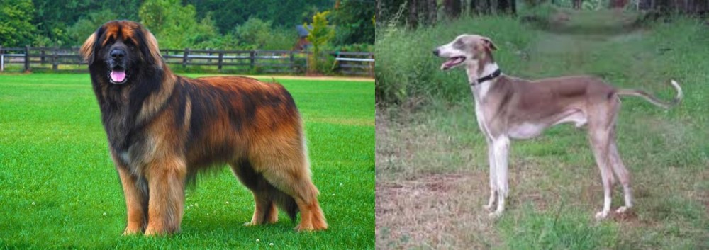 Mudhol Hound vs Leonberger - Breed Comparison
