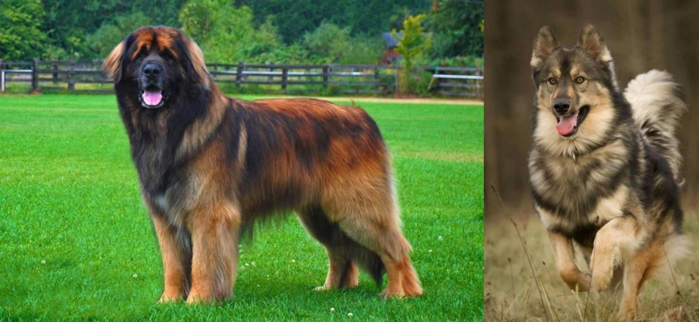 Native American Indian Dog vs Leonberger - Breed Comparison