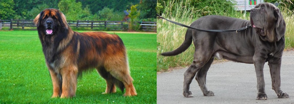 Neapolitan Mastiff vs Leonberger - Breed Comparison