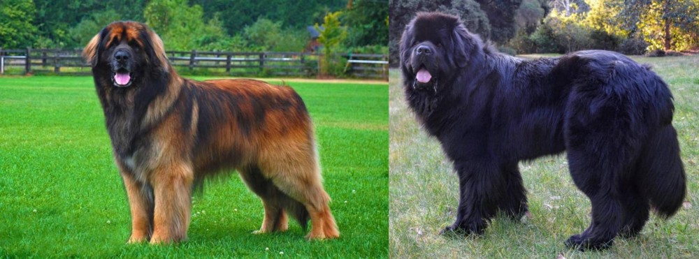 Newfoundland Dog vs Leonberger - Breed Comparison