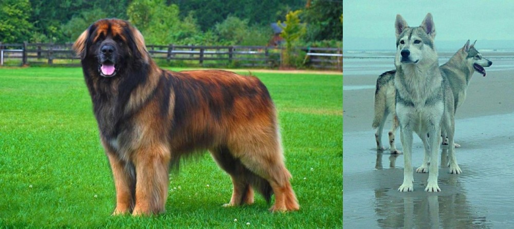 Northern Inuit Dog vs Leonberger - Breed Comparison