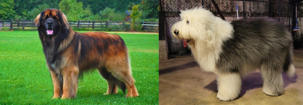 Old English Sheepdog vs Leonberger - Breed Comparison