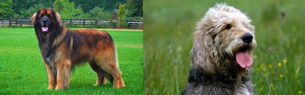 Otterhound vs Leonberger - Breed Comparison