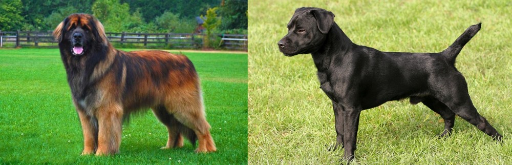Patterdale Terrier vs Leonberger - Breed Comparison
