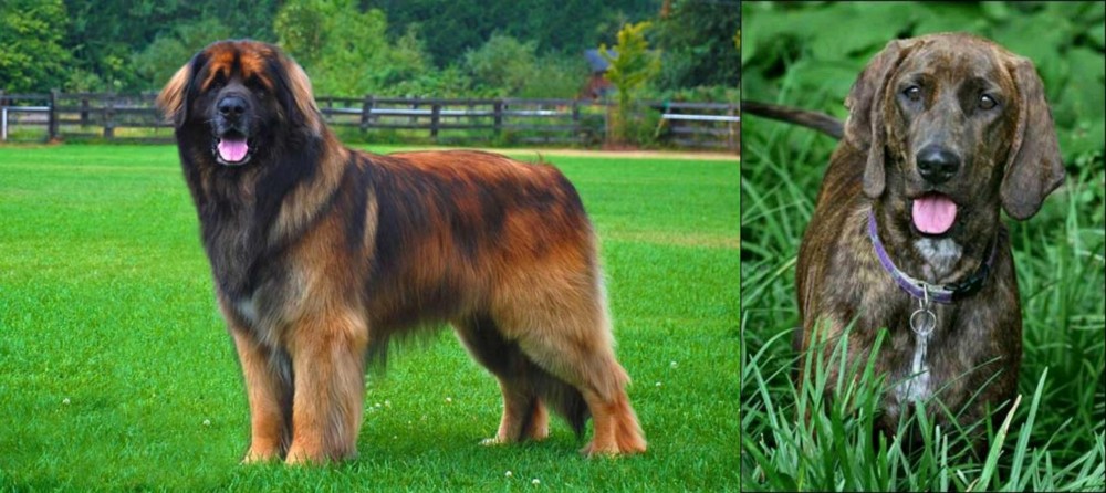 Plott Hound vs Leonberger - Breed Comparison