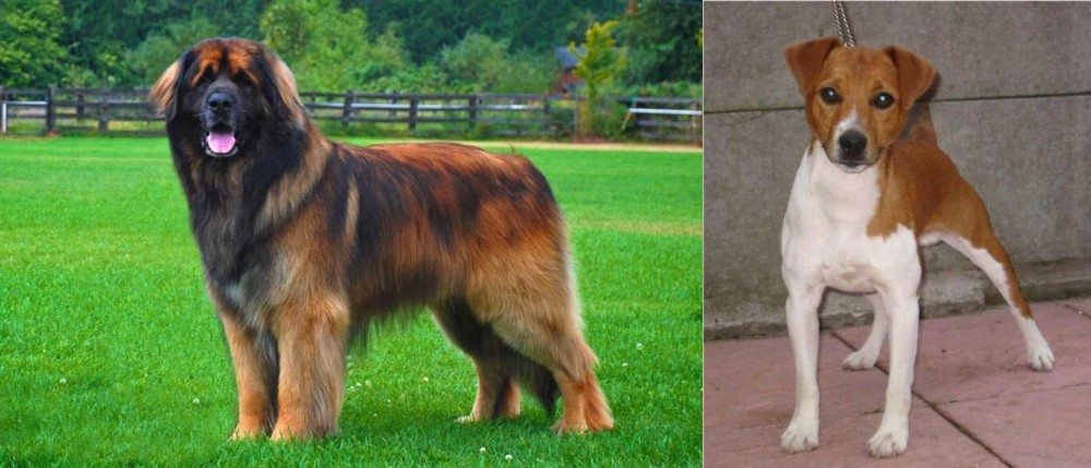 Plummer Terrier vs Leonberger - Breed Comparison