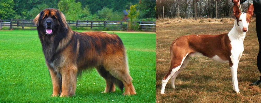 Podenco Canario vs Leonberger - Breed Comparison