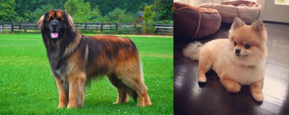 Pomeranian vs Leonberger - Breed Comparison