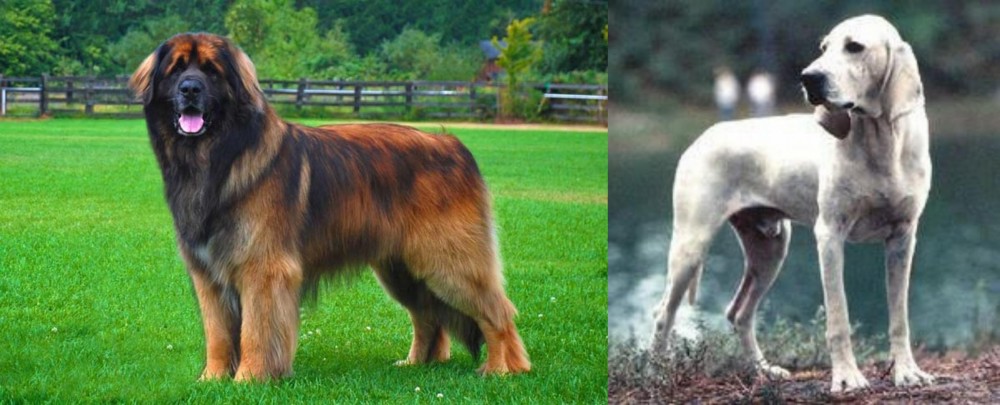Porcelaine vs Leonberger - Breed Comparison