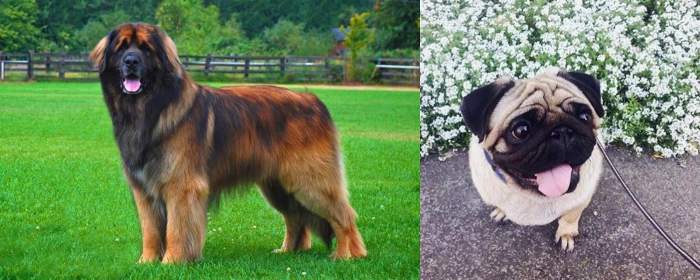 Pug vs Leonberger - Breed Comparison