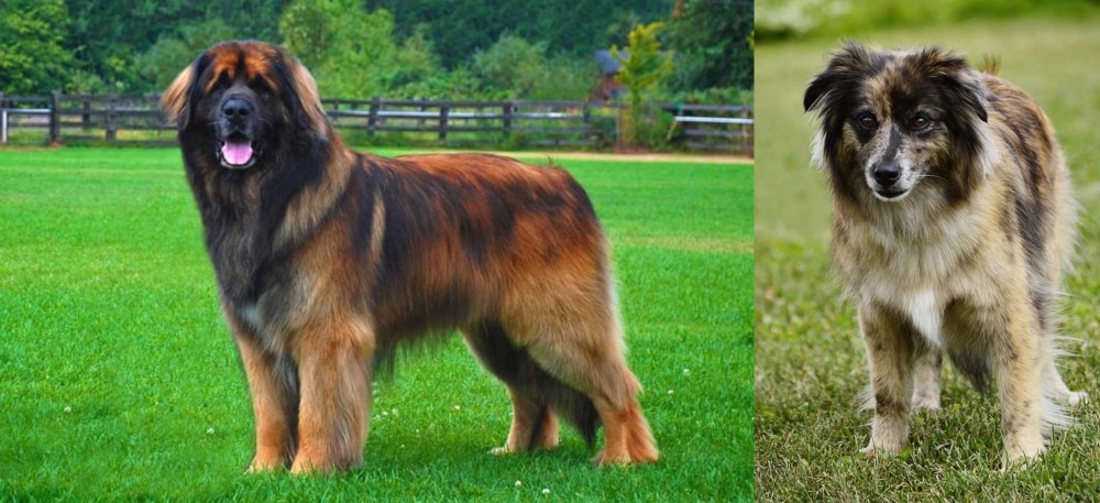 Pyrenean Shepherd vs Leonberger - Breed Comparison