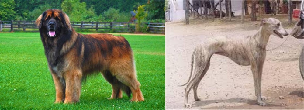 Rampur Greyhound vs Leonberger - Breed Comparison