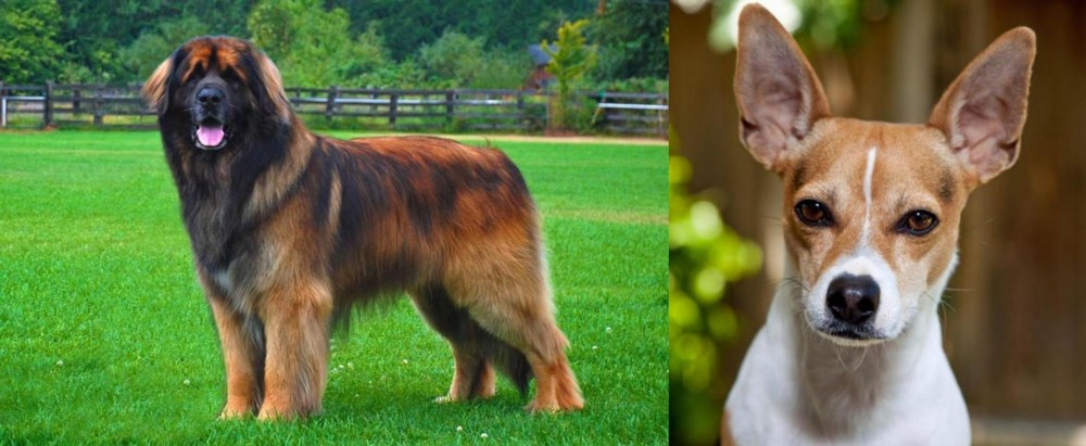 Rat Terrier vs Leonberger - Breed Comparison