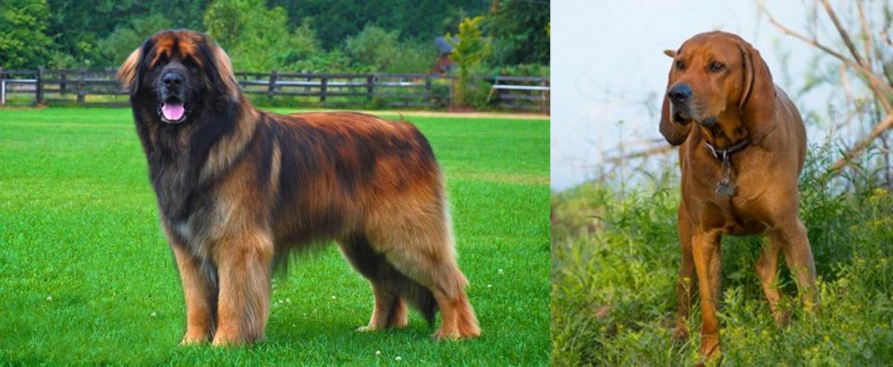 Redbone Coonhound vs Leonberger - Breed Comparison
