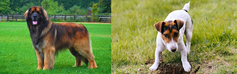Russell Terrier vs Leonberger - Breed Comparison