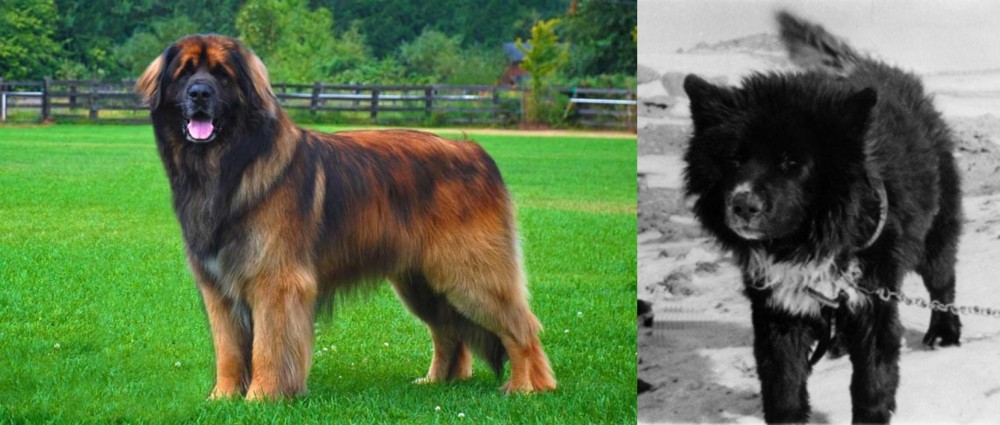 Sakhalin Husky vs Leonberger - Breed Comparison
