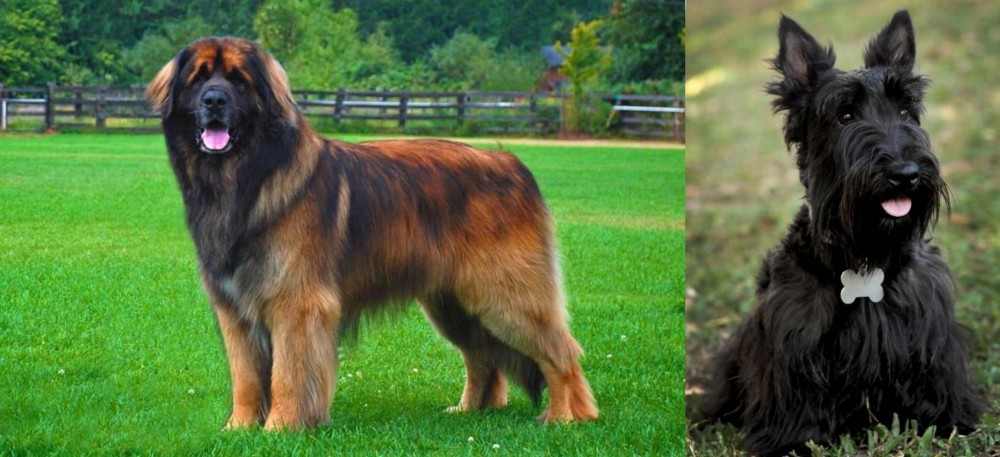 Scoland Terrier vs Leonberger - Breed Comparison