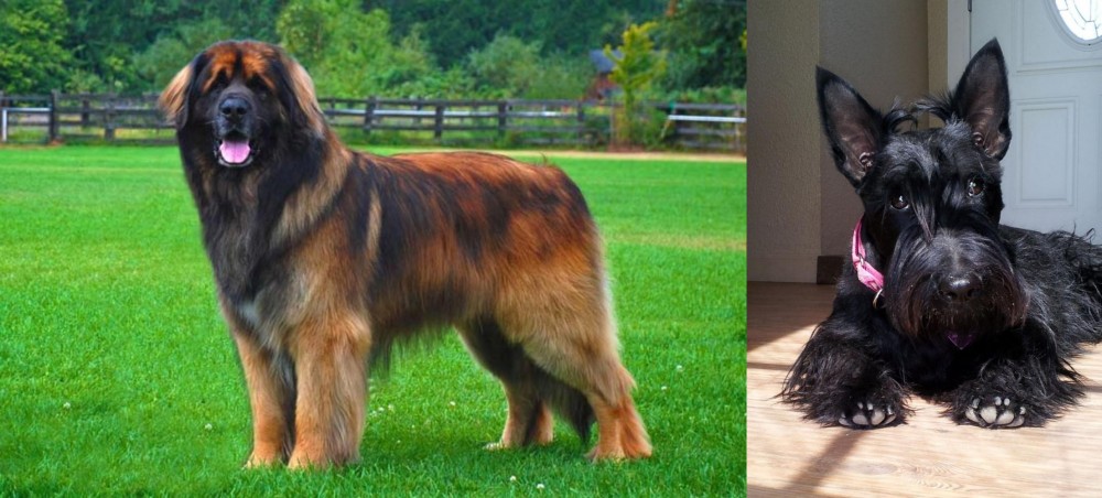 Scottish Terrier vs Leonberger - Breed Comparison