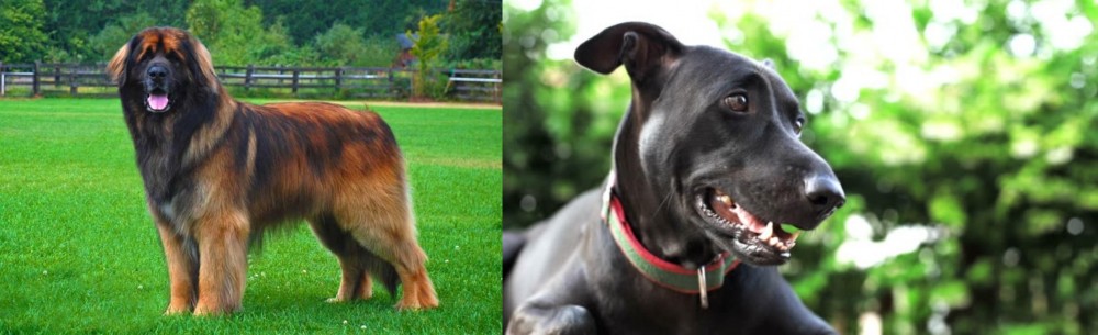 Shepard Labrador vs Leonberger - Breed Comparison