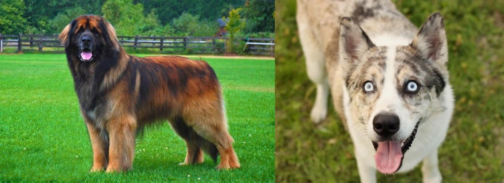 Shepherd Husky vs Leonberger - Breed Comparison