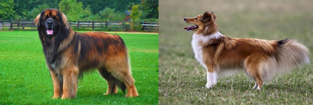 Shetland Sheepdog vs Leonberger - Breed Comparison